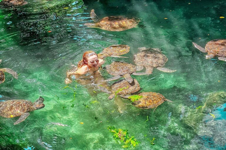 Turtles Aquarium Experience