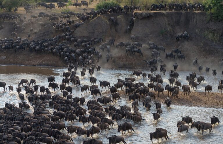 3-Days Migration Safari