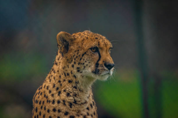 3-Days Budget Safari