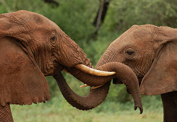 4-Days Family Safari
