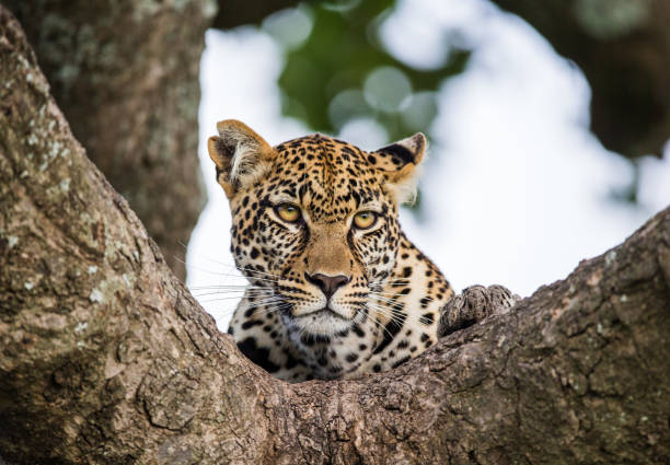 3-Days Family Safari