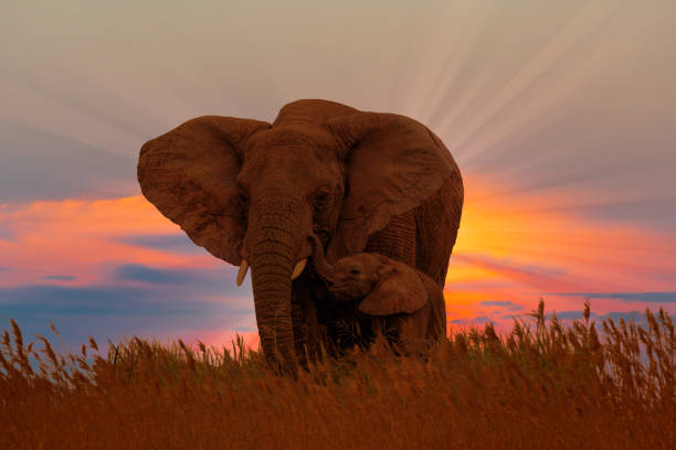 4-Days Private Safari