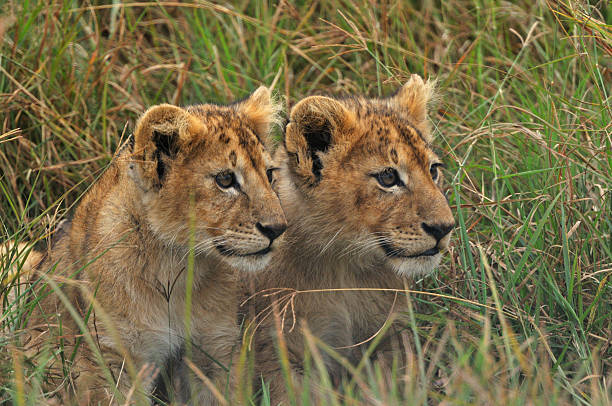 5-Days Private Safari
