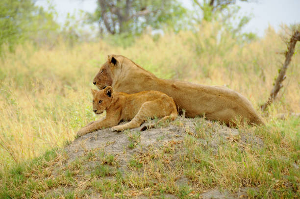 3-Days Private Safari