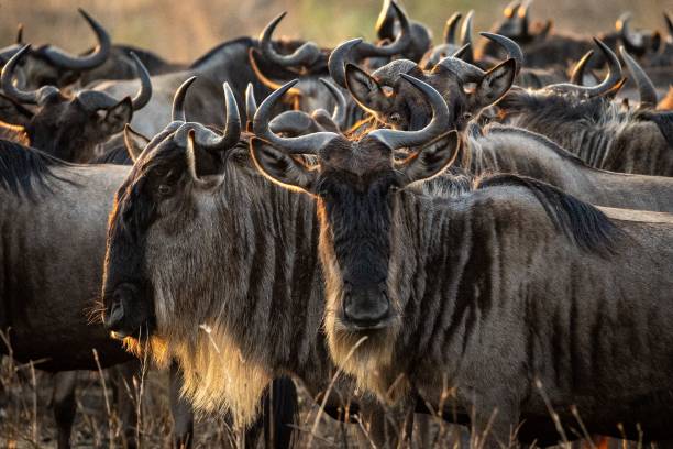 7-Days Migration Safari