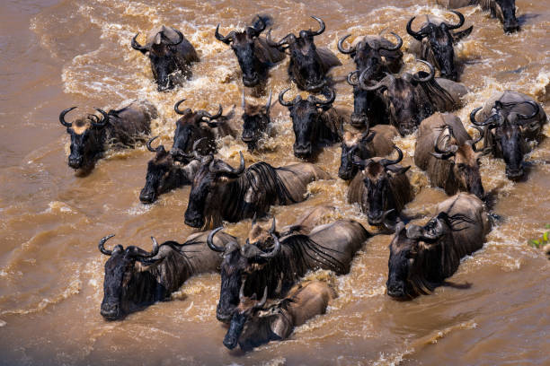3-Days Migration Safari