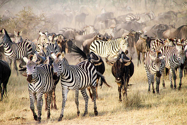 5-Days Migration Safari