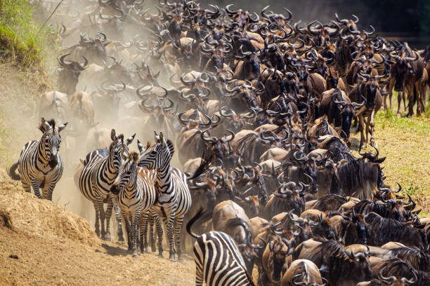 6-Days Migration Safari