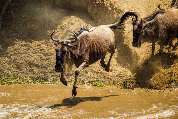 4-Days Migration Safari