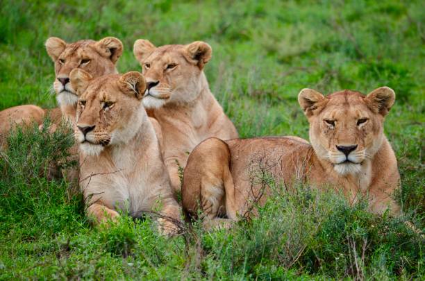 7-Days Join Safari