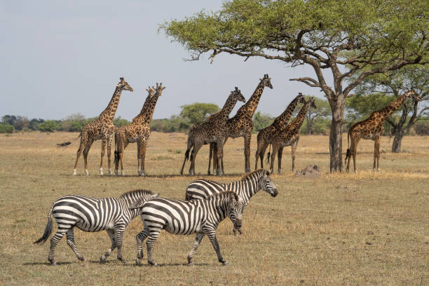 8-Days Join Safari