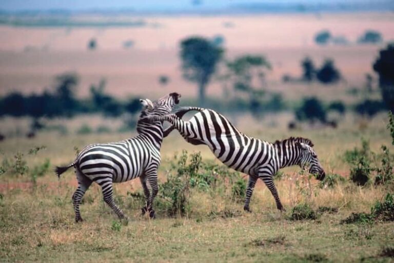 4-Days Uganda Safari