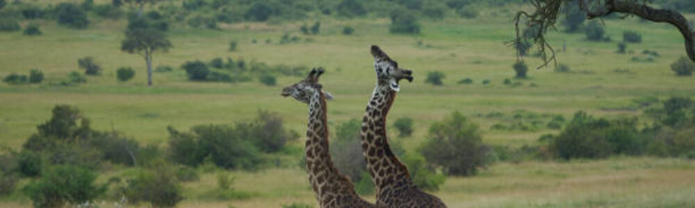 IMG-20250406-WA0101